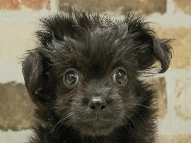 静岡県のハーフ犬 (ペッツワン浜松雄踏店/2024年1月5日生まれ/男の子/ブラック)の子犬